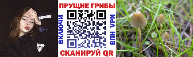 Псилоцибиновые грибы Magic Shrooms  продажа наркотиков  Балахна 